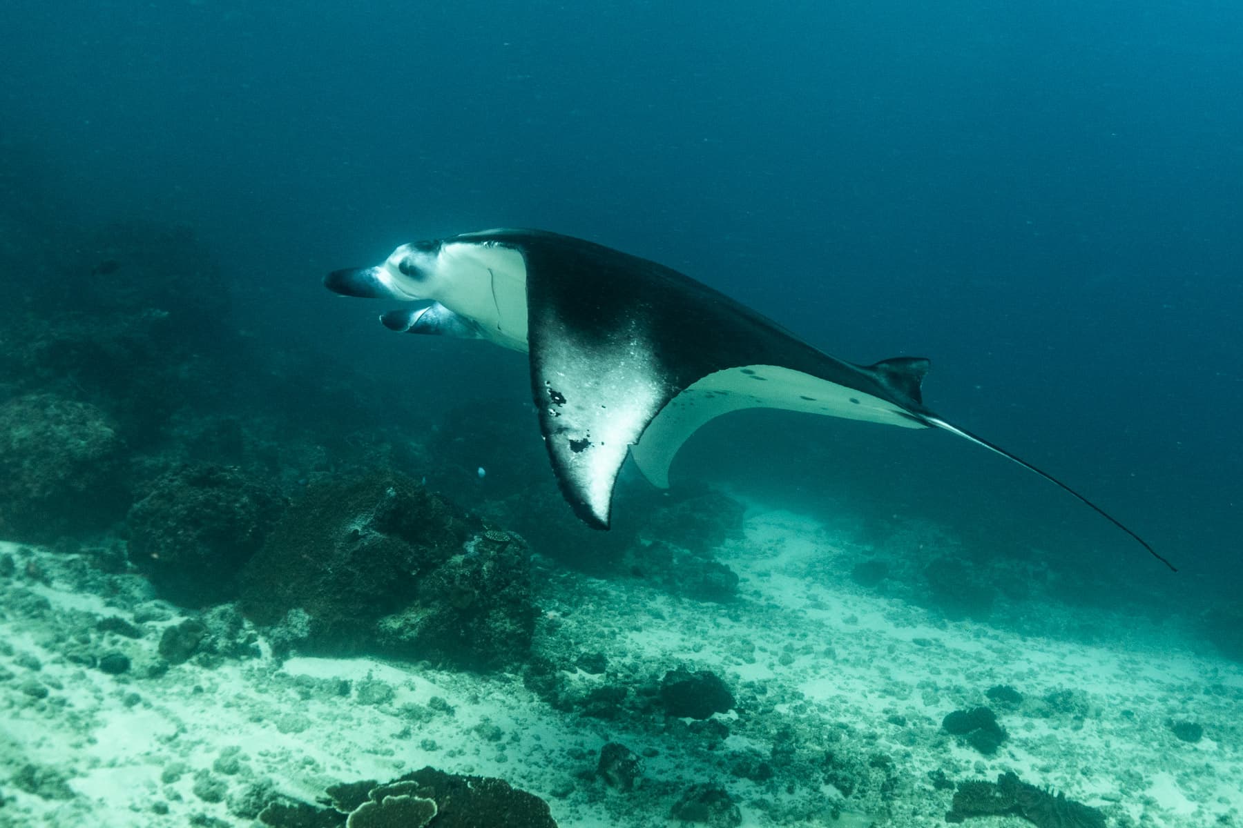 7 Days Bali Dive Safari 7