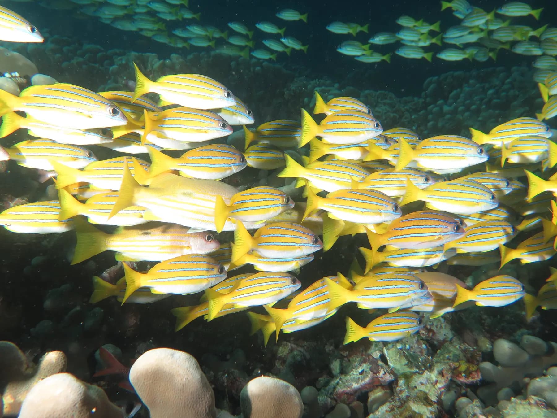 HamuEco Dive Resort 37