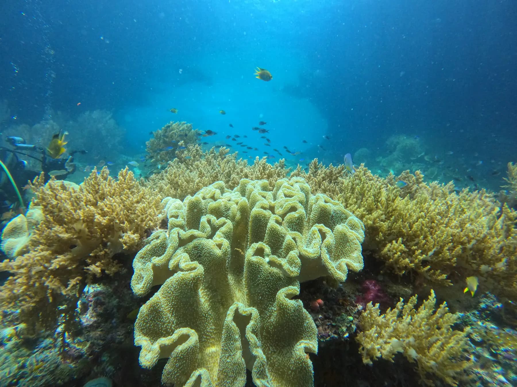 Andau Dive Resort 8