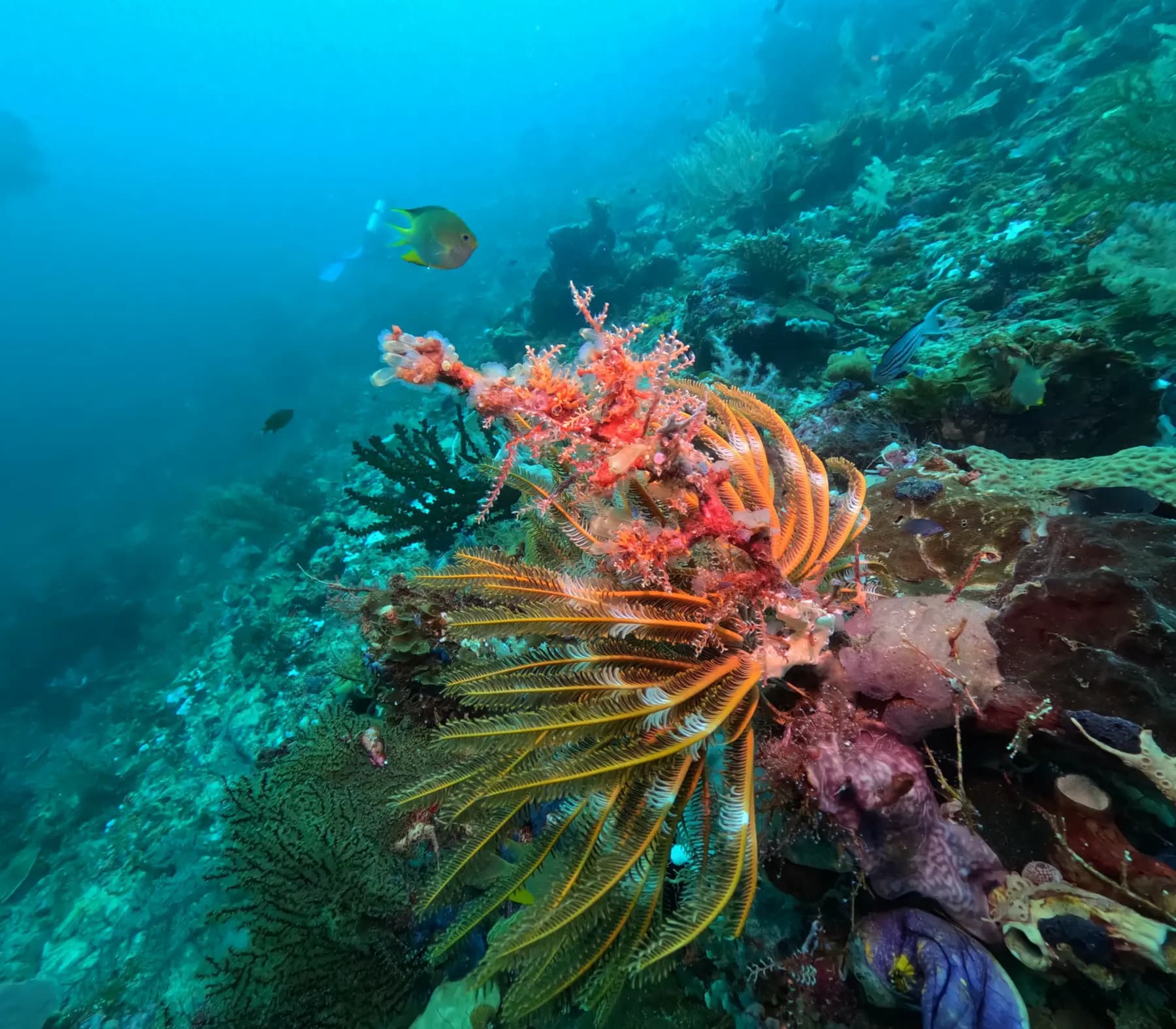 Andau Dive Resort 11