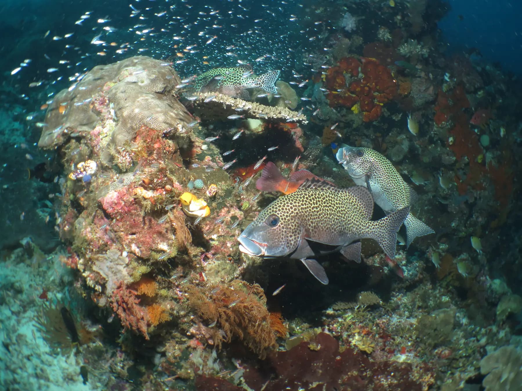 HamuEco Dive Resort 36