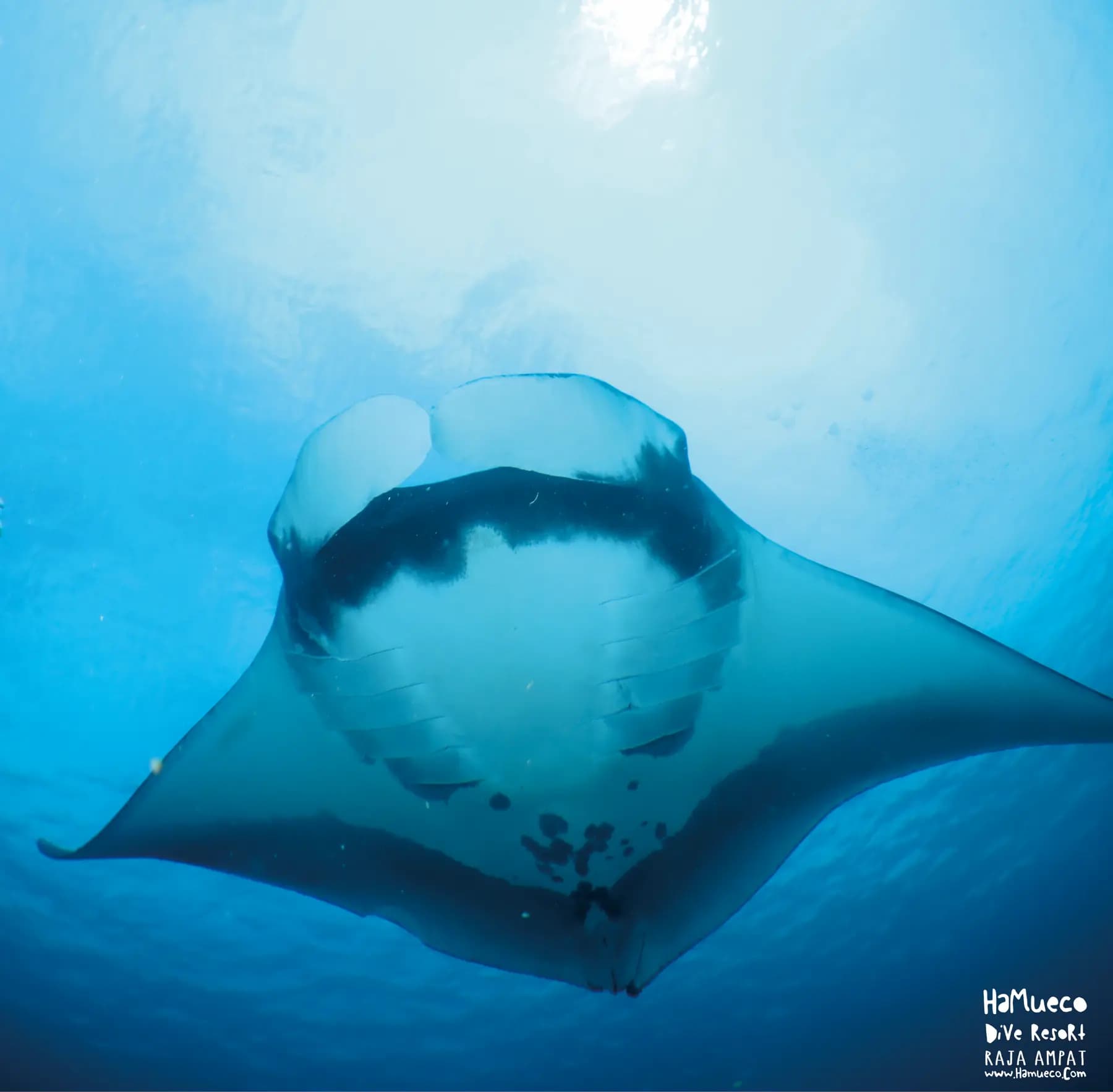 HamuEco Dive Resort 32