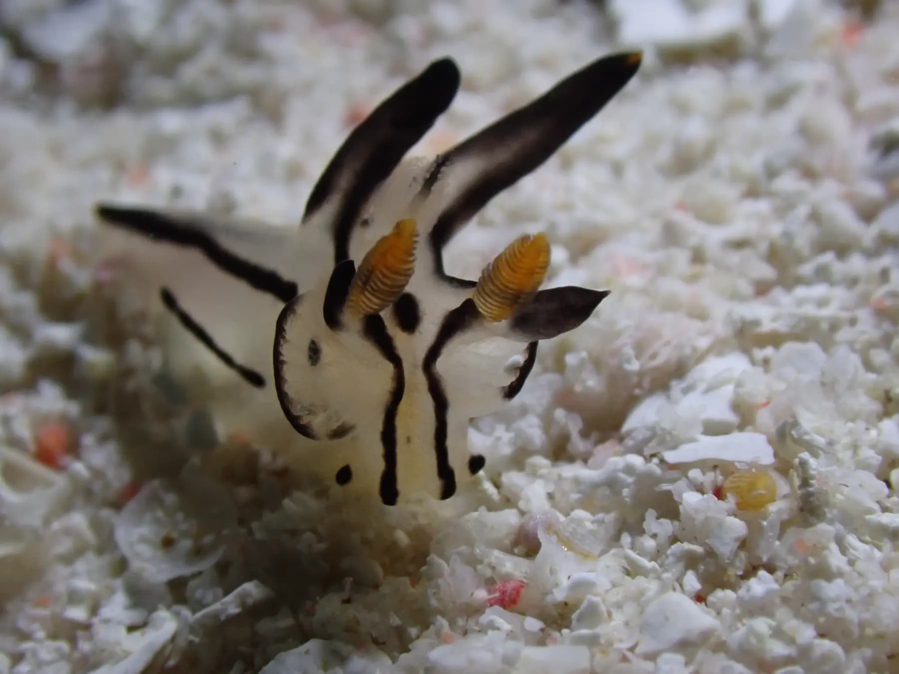 Andau Dive Resort 6