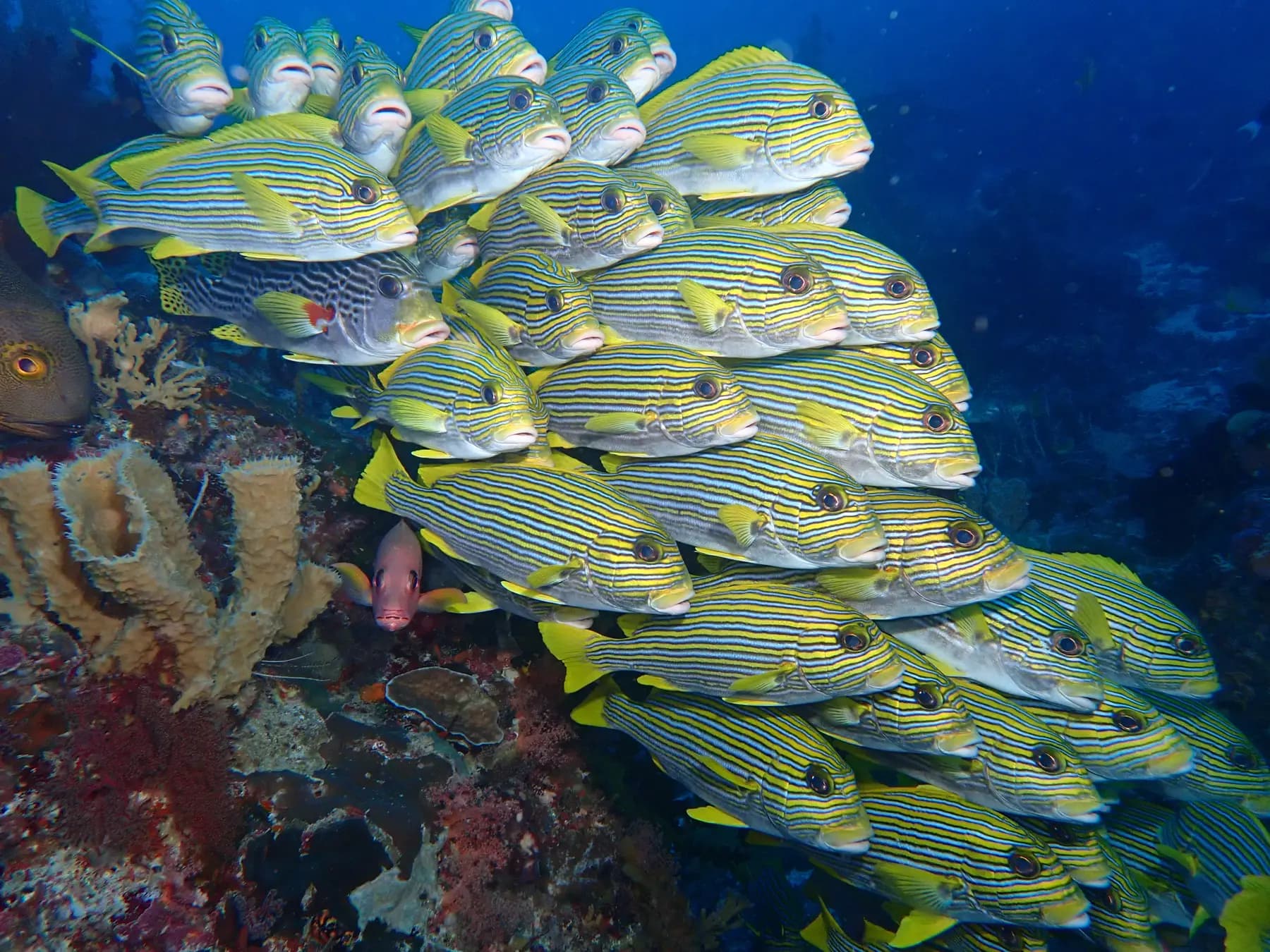 Andau Dive Resort 12