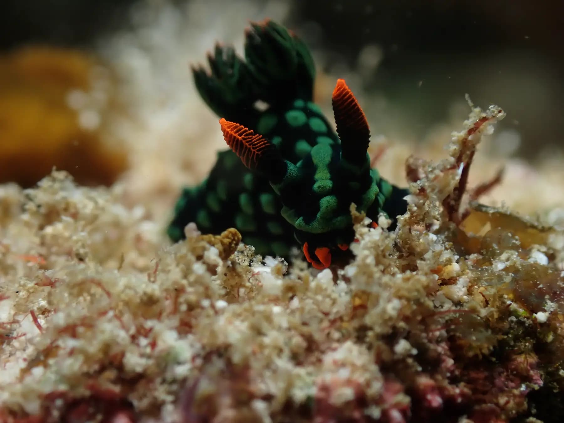 Andau Dive Resort 10