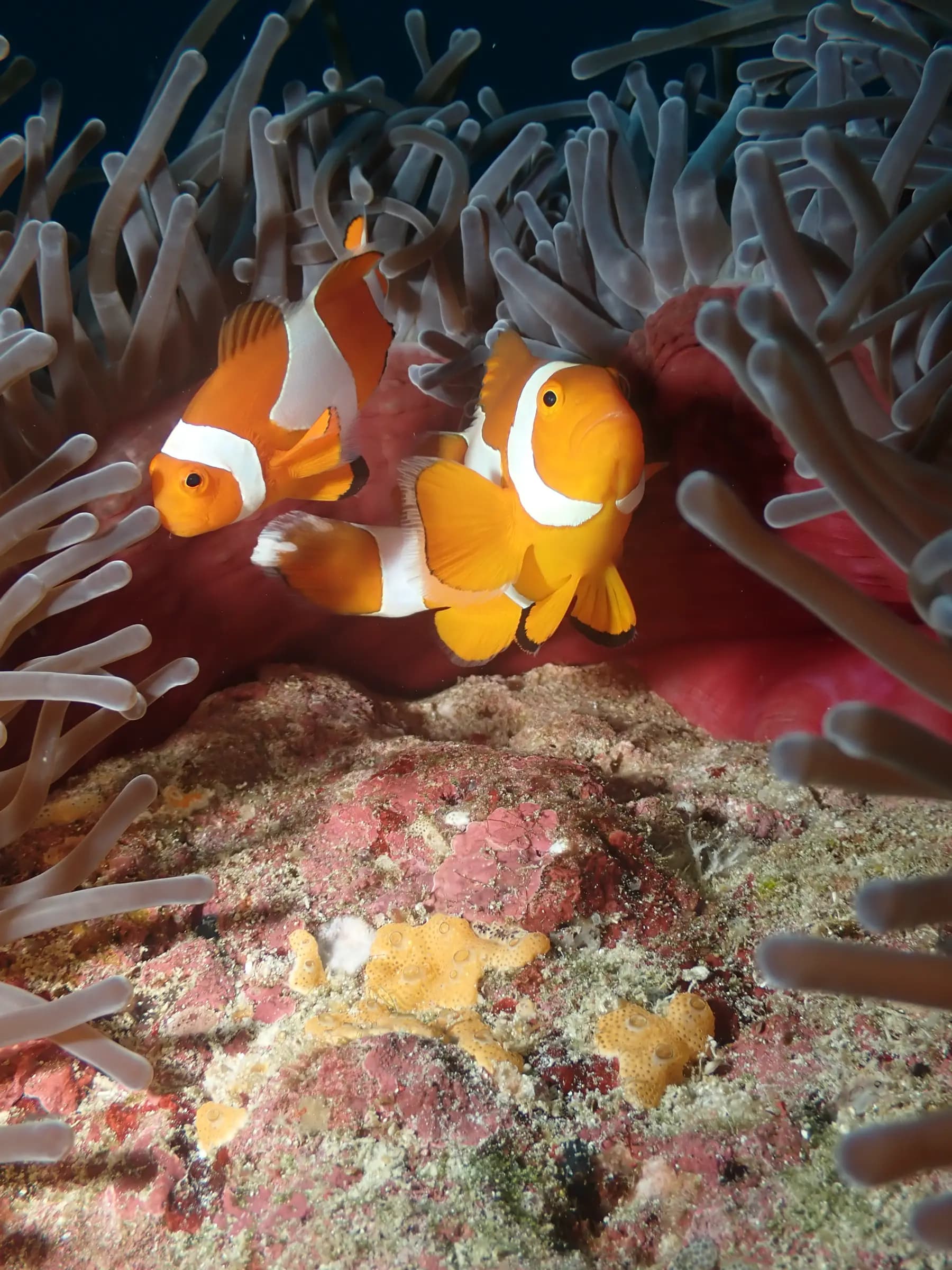 Andau Dive Resort 13