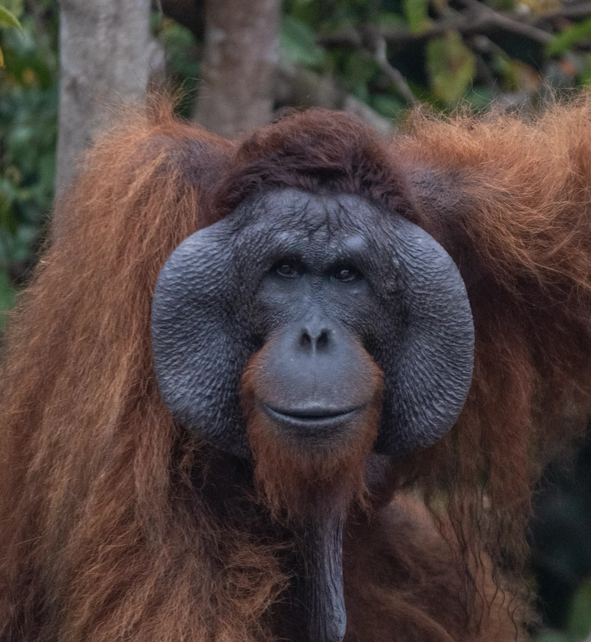 Rahai’i Pangun Orangutan & Dayak Village Cruise 28