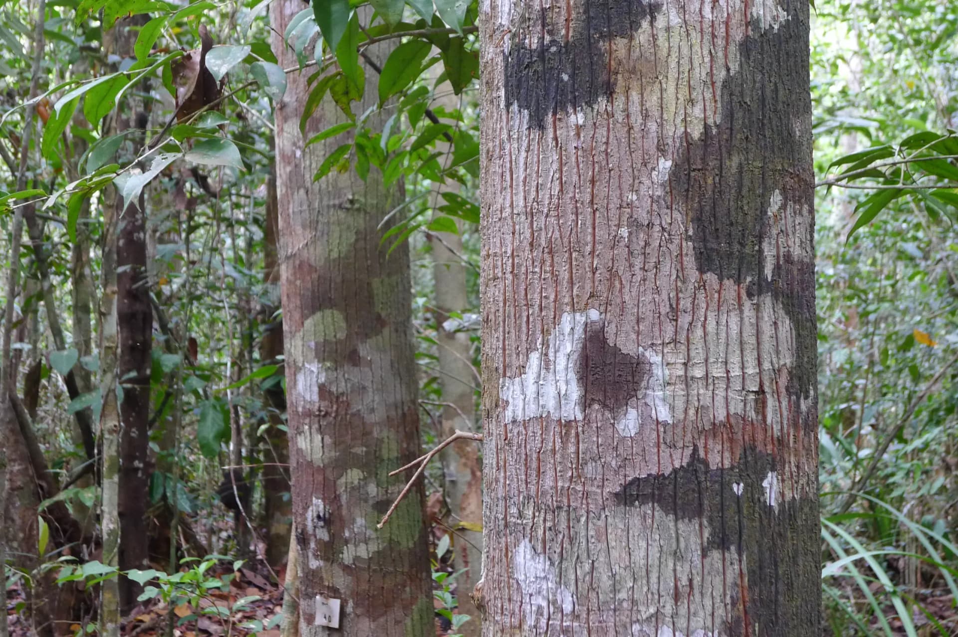 The Katingan River & Sebangau National Park Adventure 21
