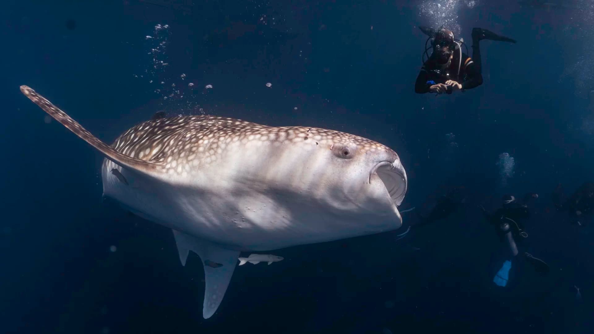 Bali to Komodo Diving Liveaboard | Wild Islands & Whale Sharks | May 2026