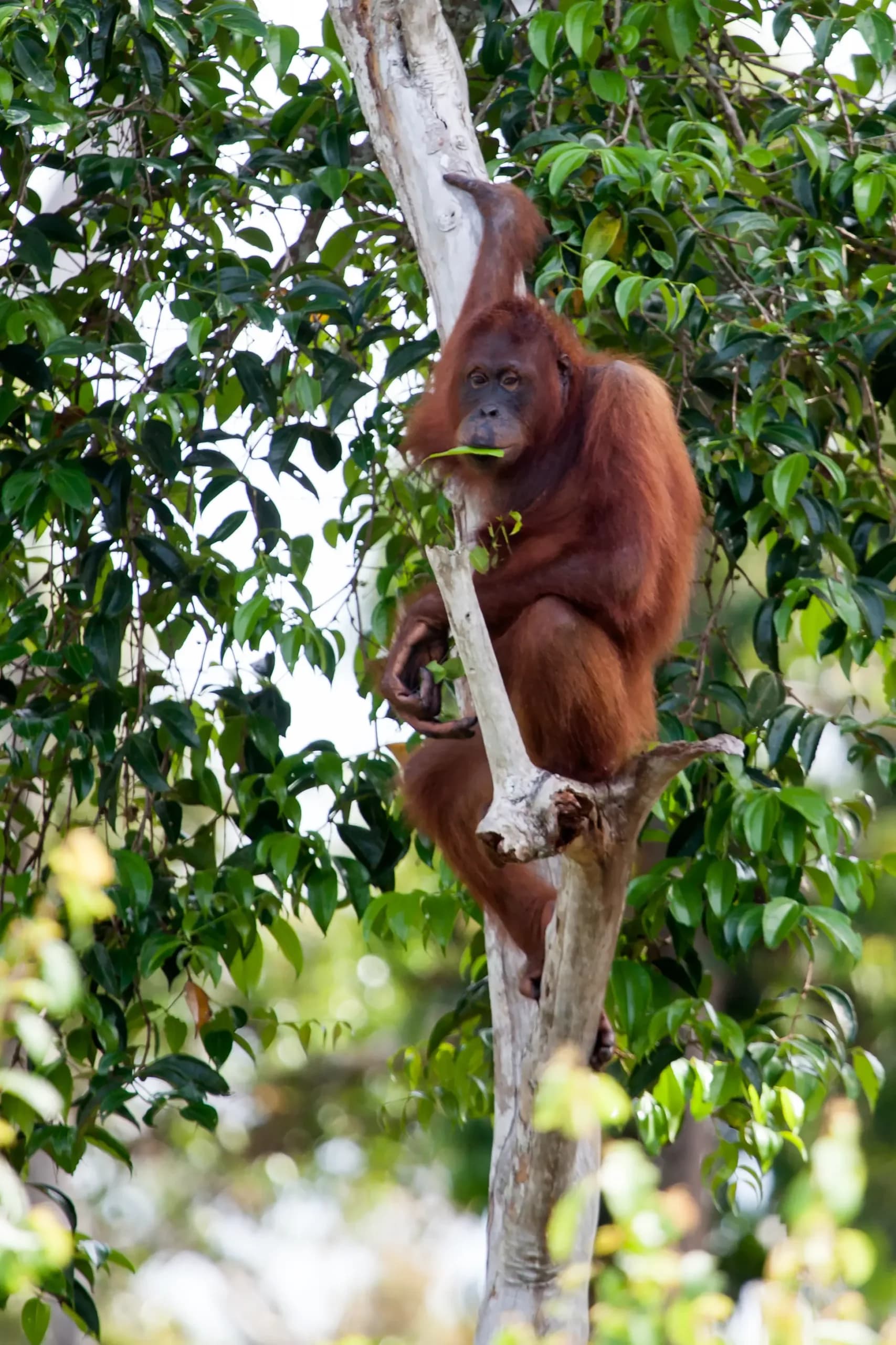 Rahai’i Pangun Orangutan & Dayak Village Cruise 20