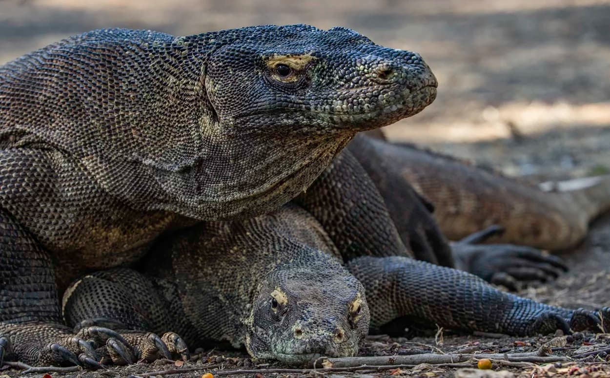 Bali to Komodo Diving Liveaboard | Wild Islands & Whale Sharks | May 2026 8