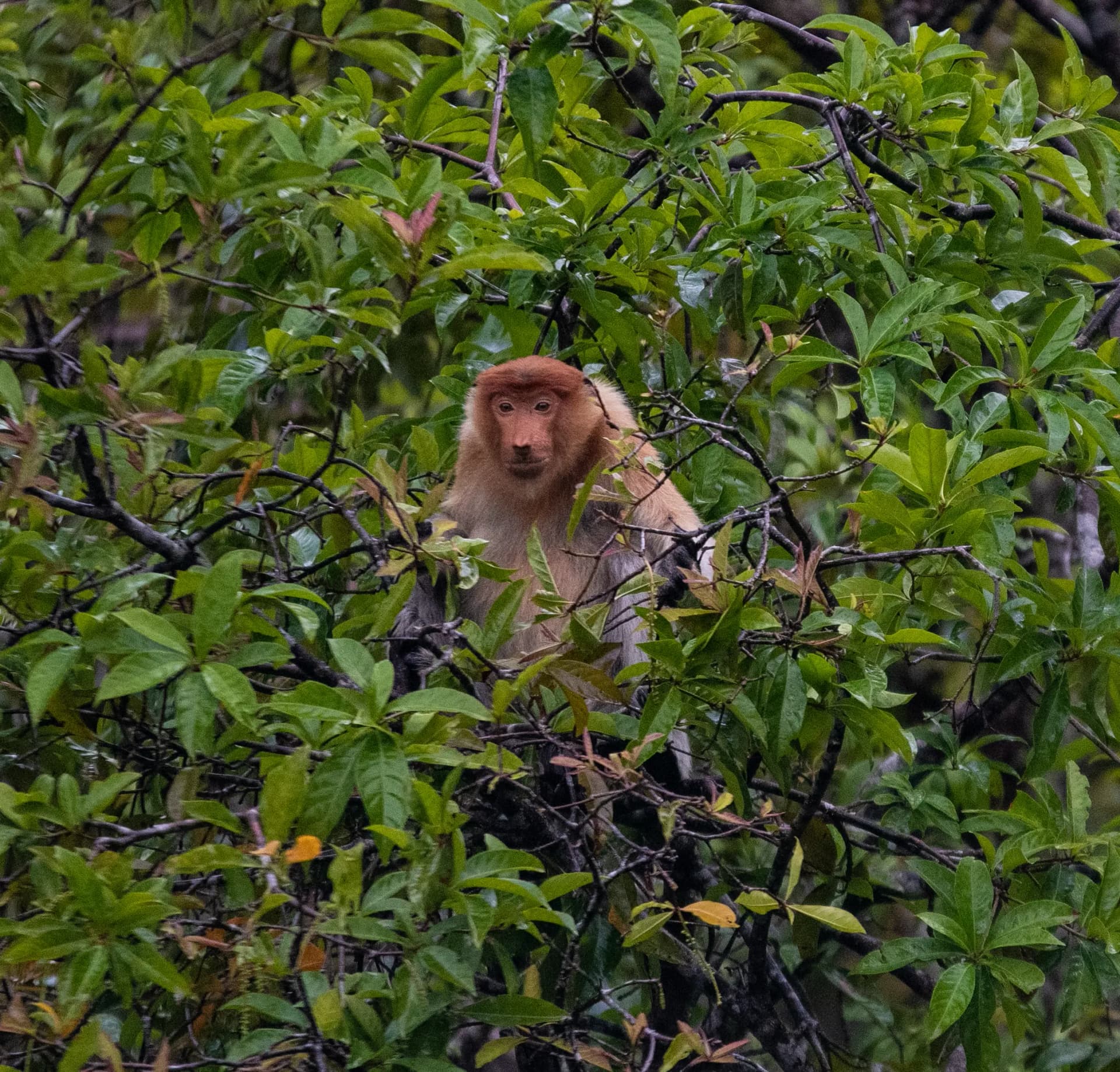 The Katingan River & Sebangau National Park Adventure 25