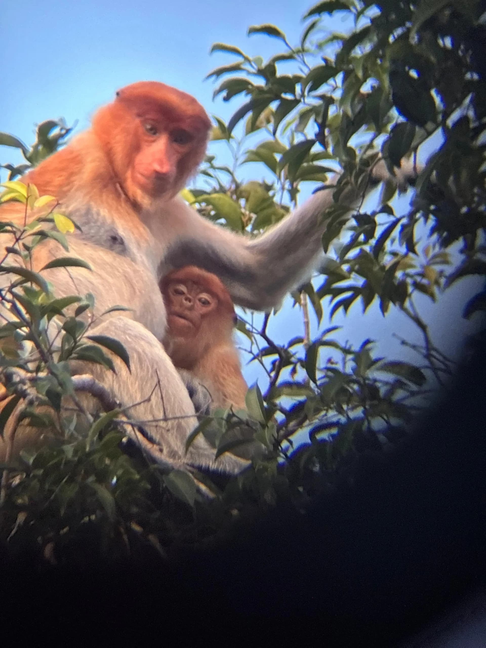 The Katingan River & Sebangau National Park Adventure 26