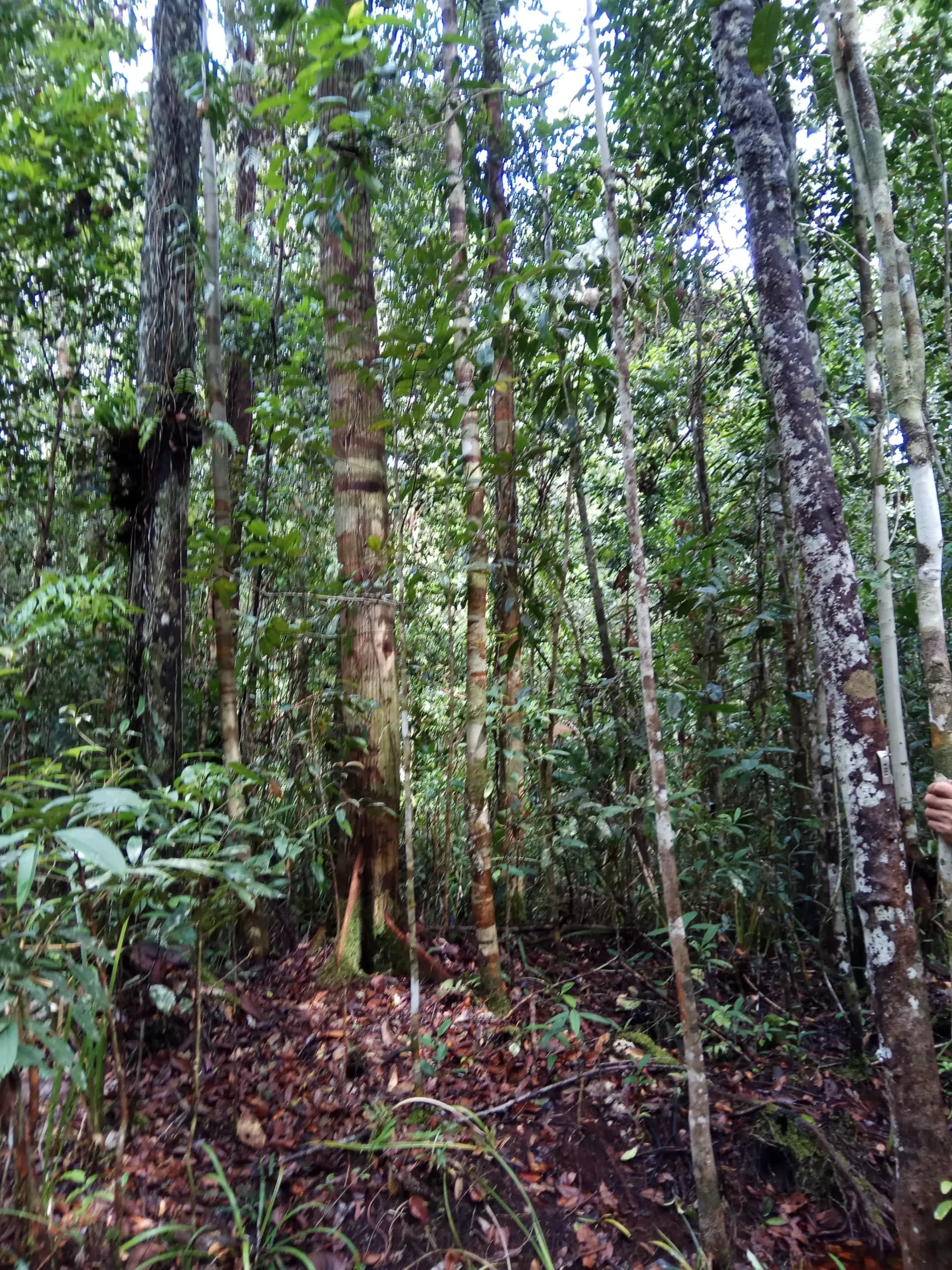 The Katingan River & Sebangau National Park Adventure 27