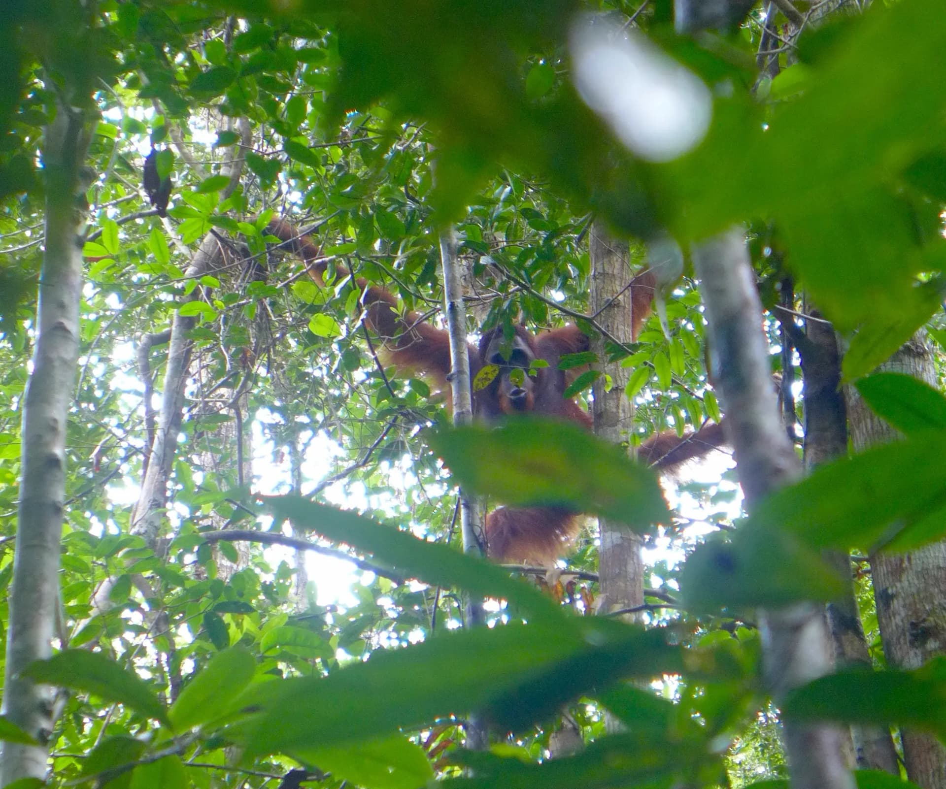 The Katingan River & Sebangau National Park Adventure 2