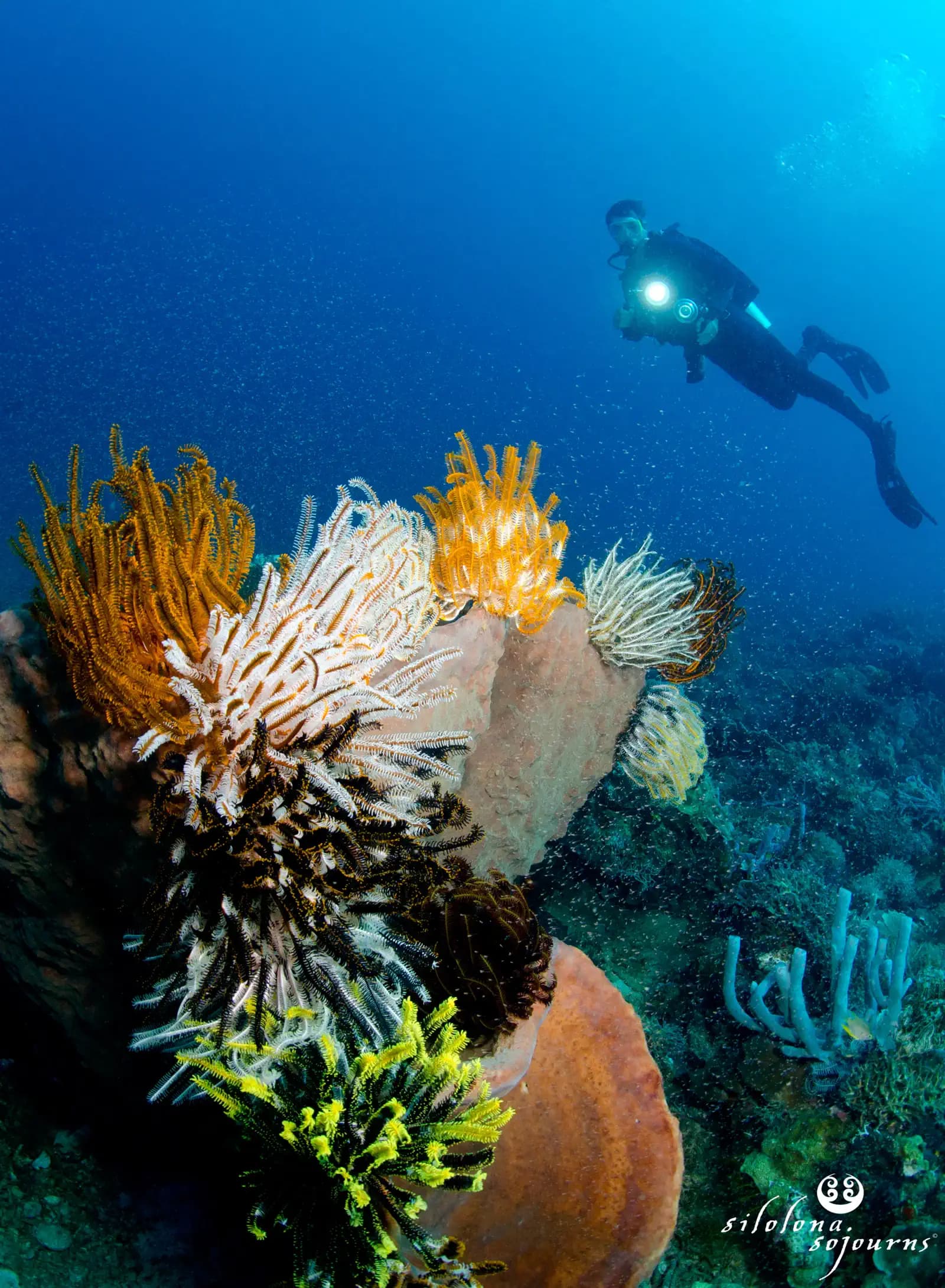 Silolona 18
