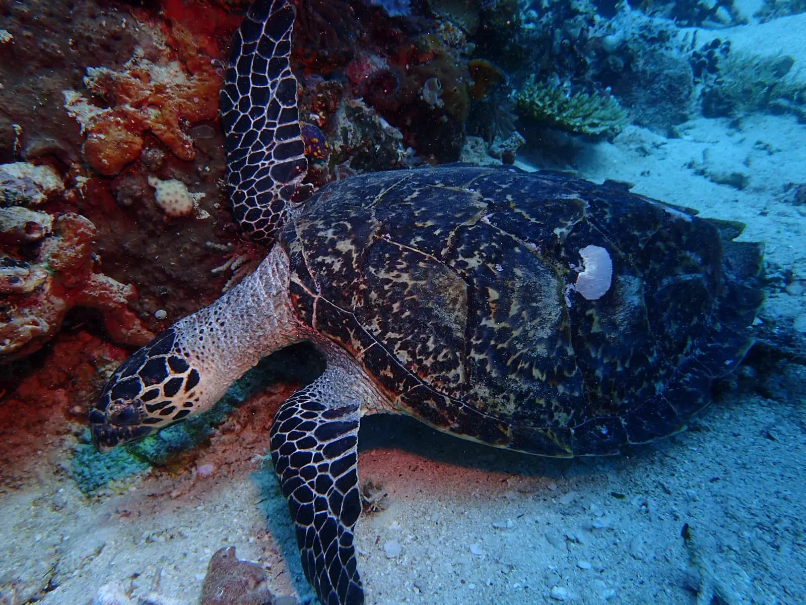 Silolona 19