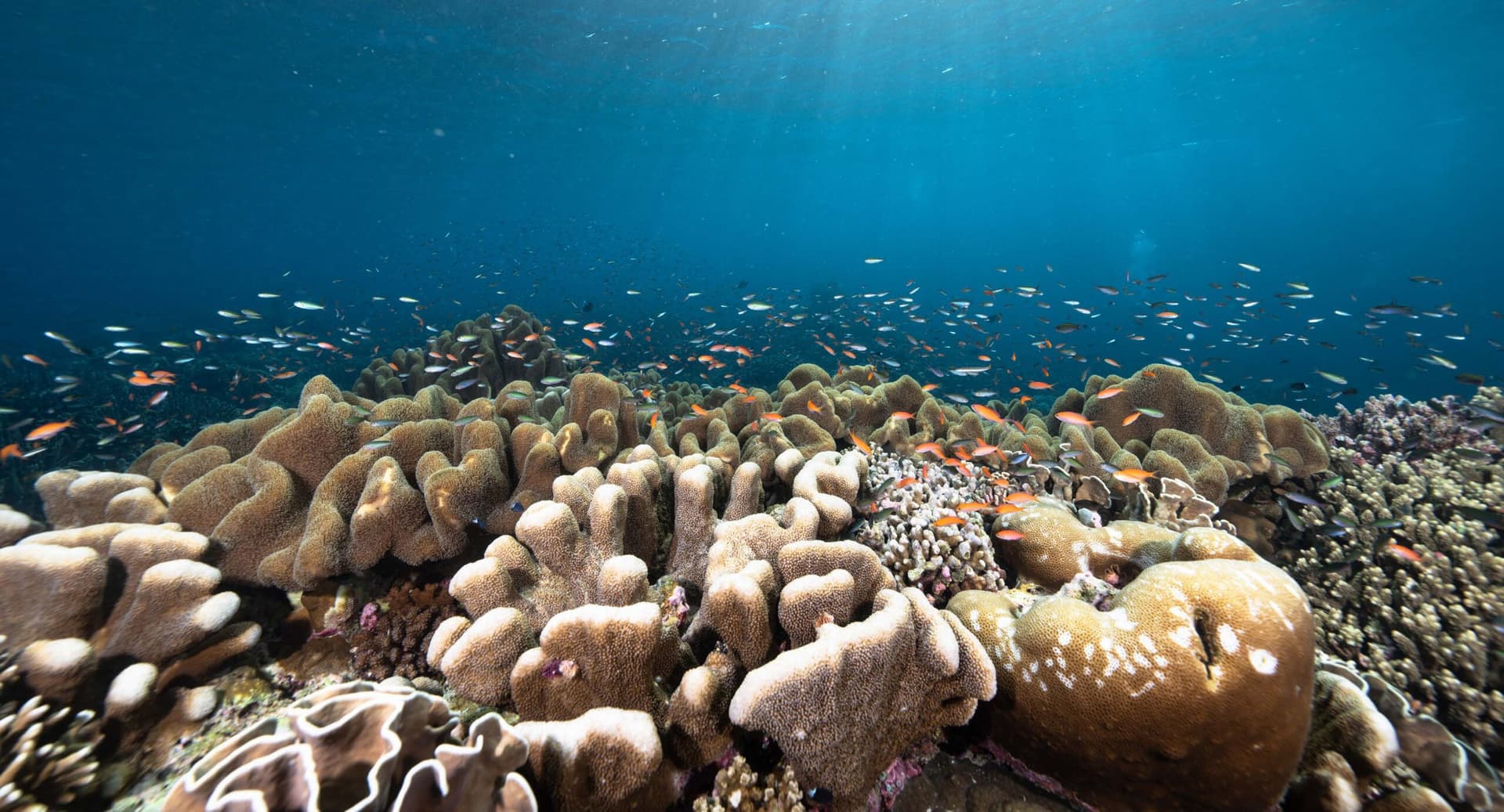 Expedition Biru | Banda Sea 7