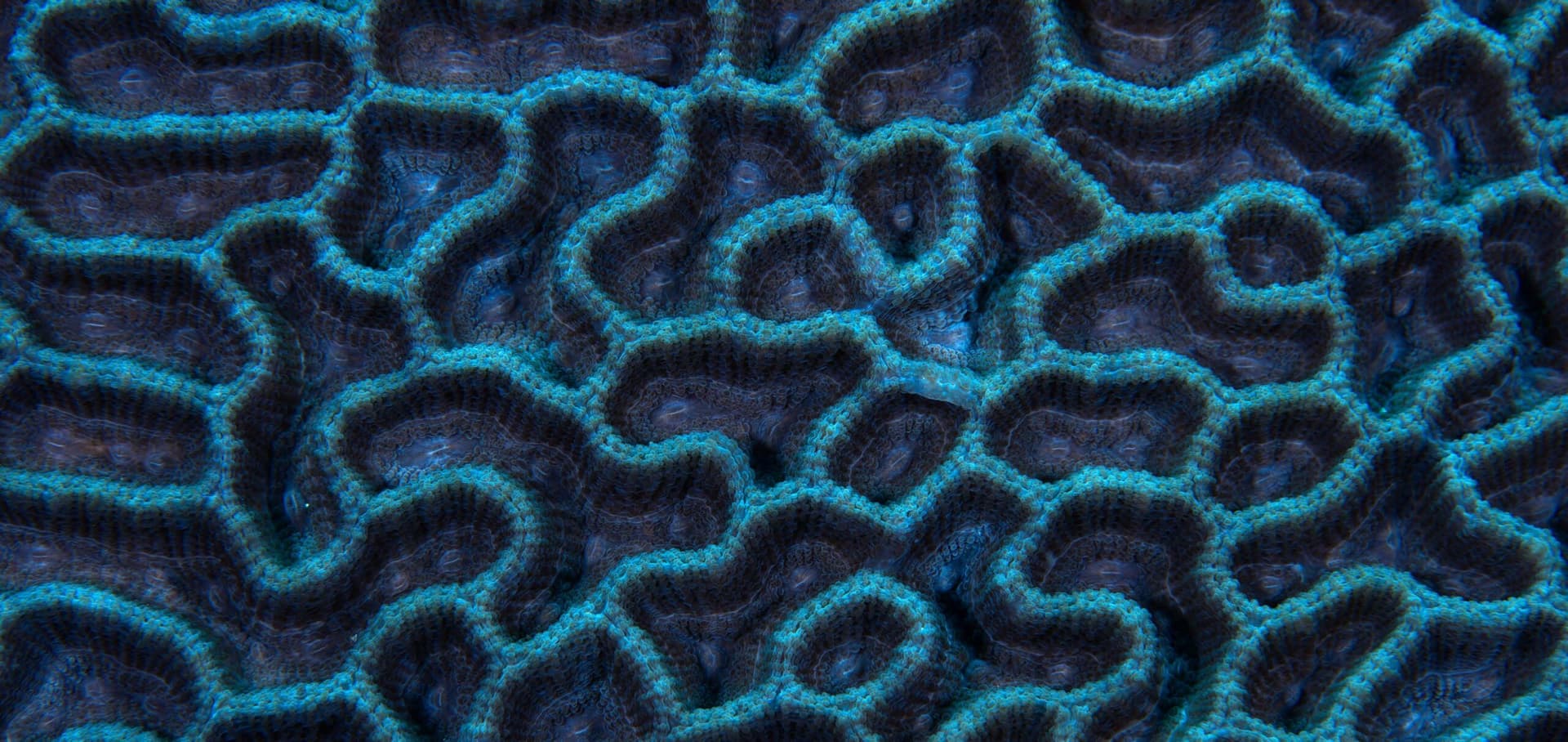 Expedition Biru | Banda Sea 10