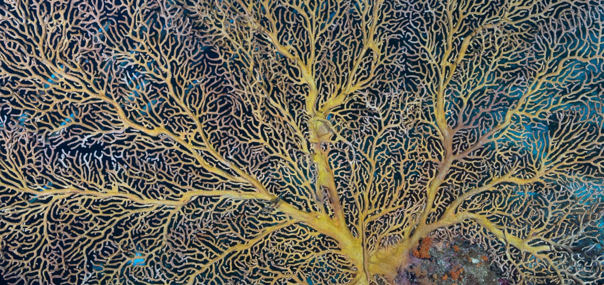 Expedition Biru | Banda Sea 11
