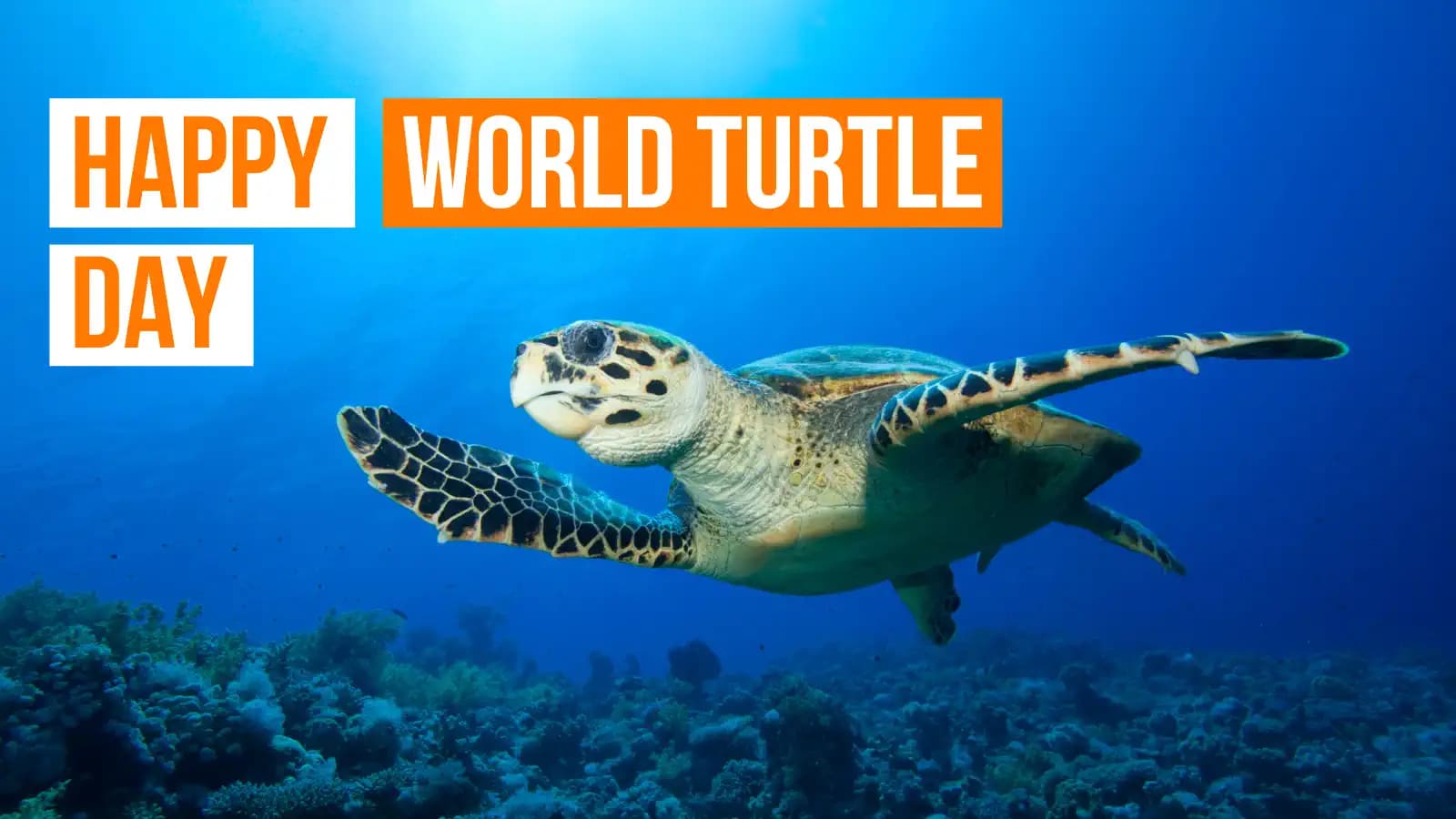 Où voir des tortues marines en Indonésie : guide pour la Journée mondiale de la tortue
