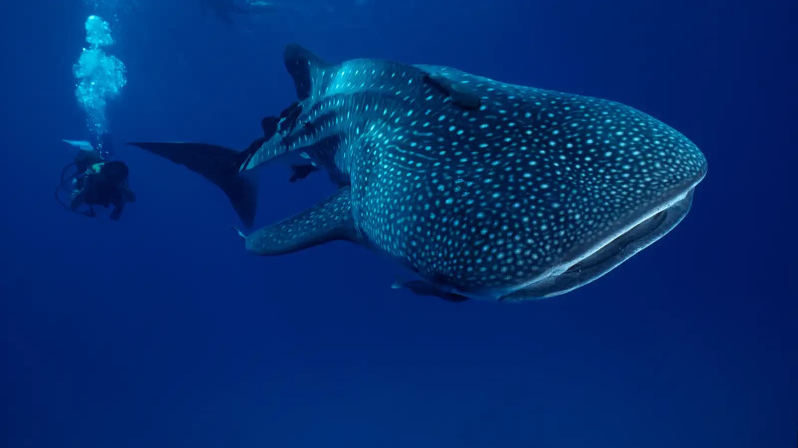 Whale Shark Watching in Saleh Bay, Sumbawa: What to Know Before You Go