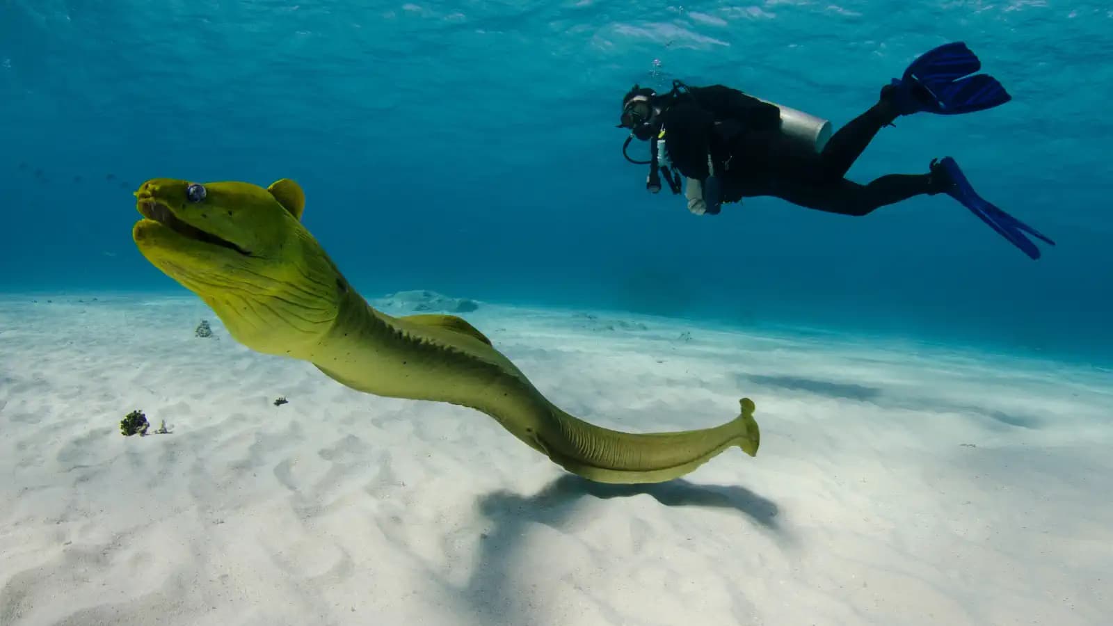 Are Moray Eels Dangerous? What Divers in Indonesia Should Actually Know