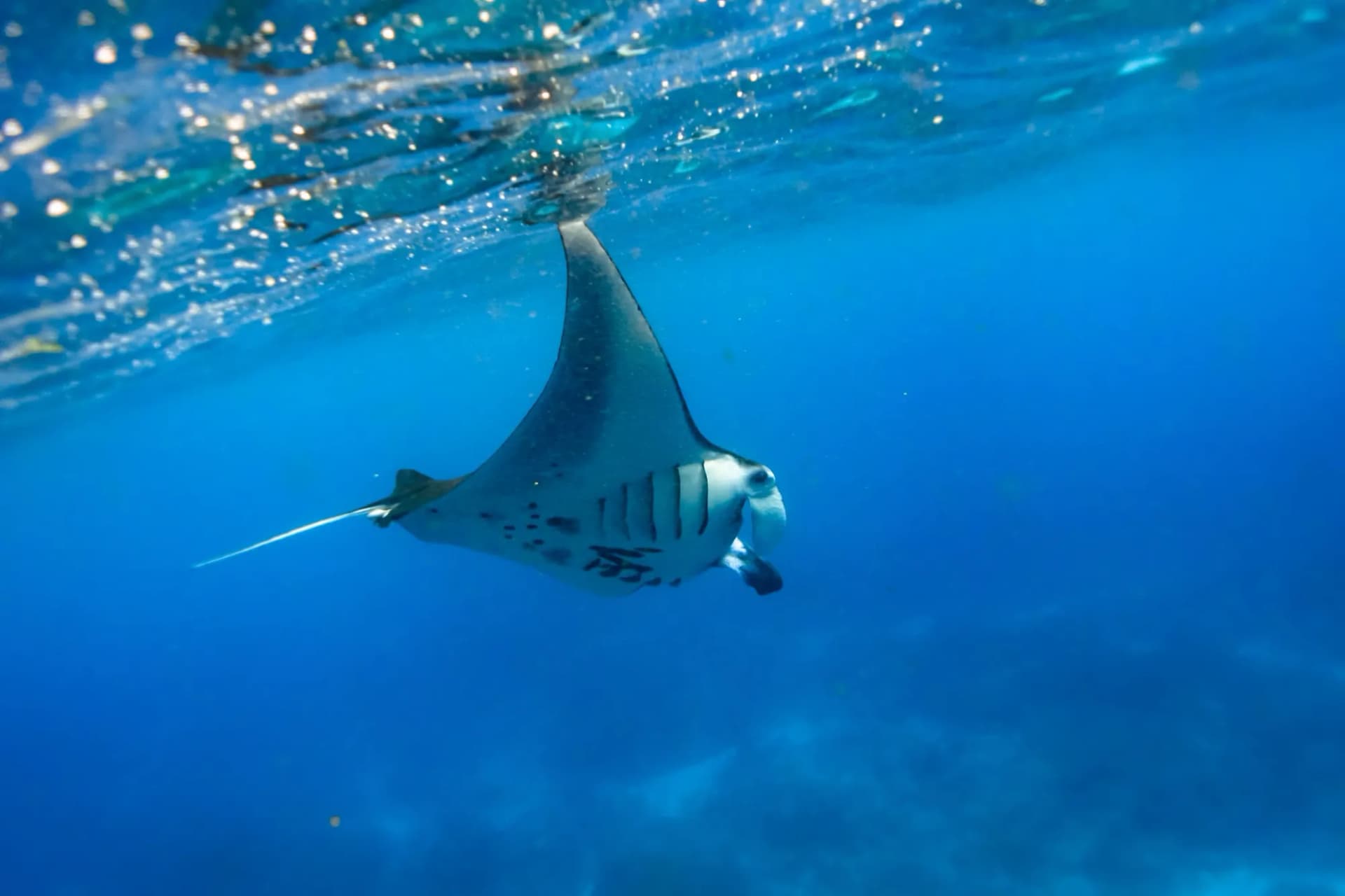 Private Snorkeling Trip With Manta Rays in Nusa Penida