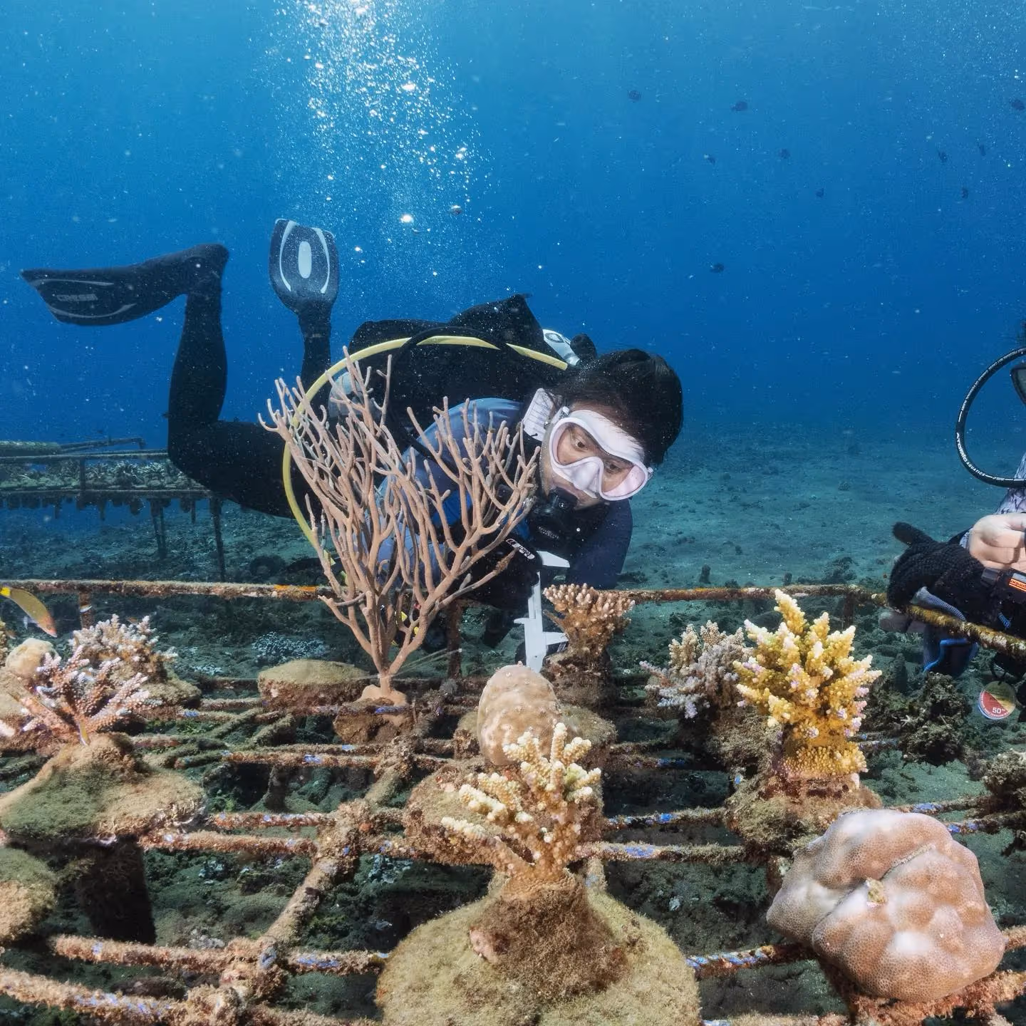 Coral Farming Course in Amed