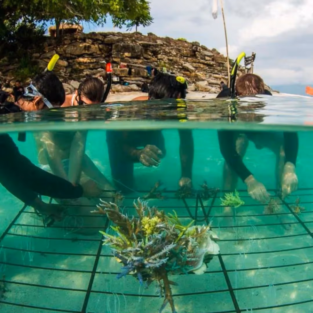Coral Farming Snorkeling Experience in Amed