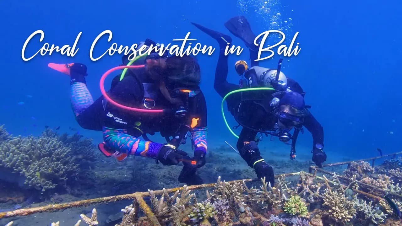 Bali Coral Conservation Expedition: Dive, Restore, Explore