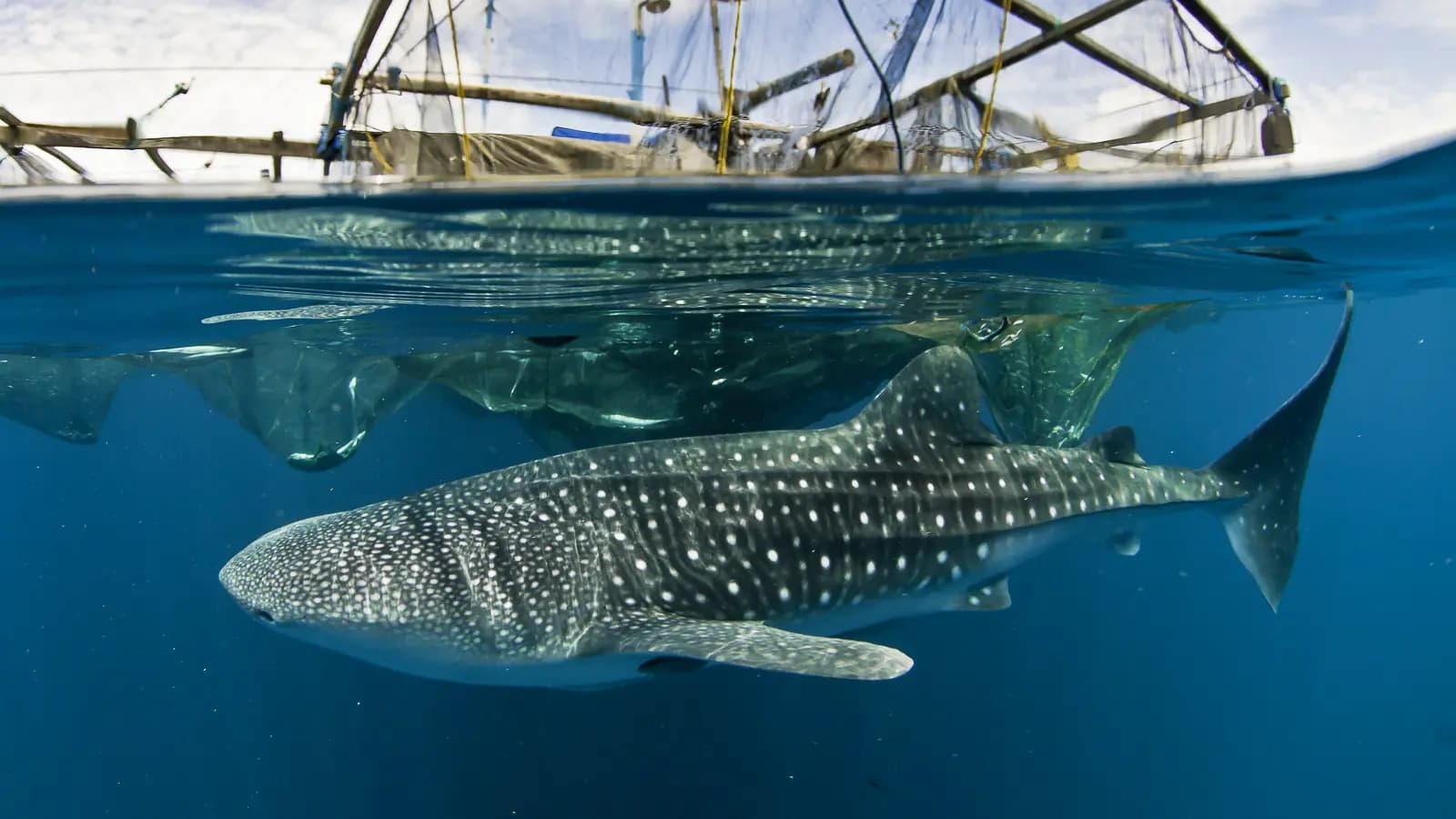 EcoXplorer Liveaboard Whale Shark Expedition in Cenderawasih Bay | May 2026