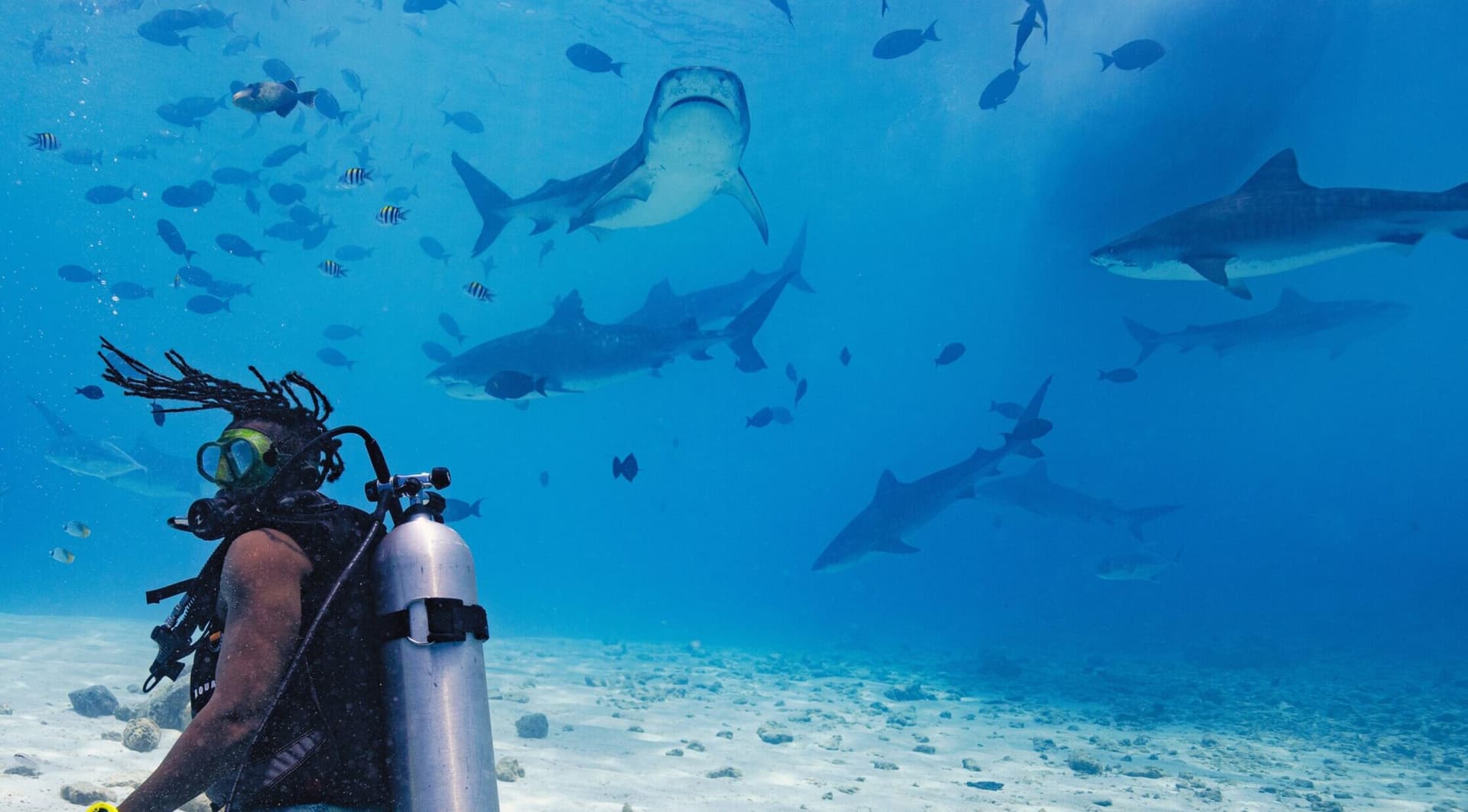 8-Day Shark Research Expedition in Raja Ampat with a National Geographic shark scientist