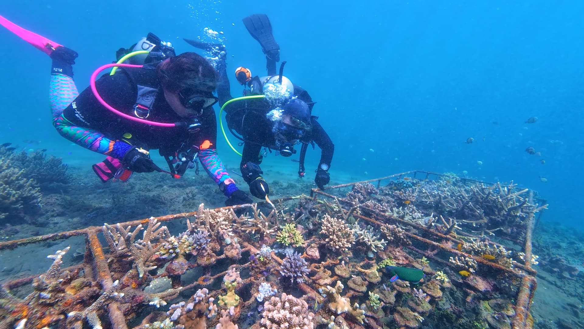 Bali Coral Conservation Expedition 2026 — Dive & Restore Indonesia’s Reefs