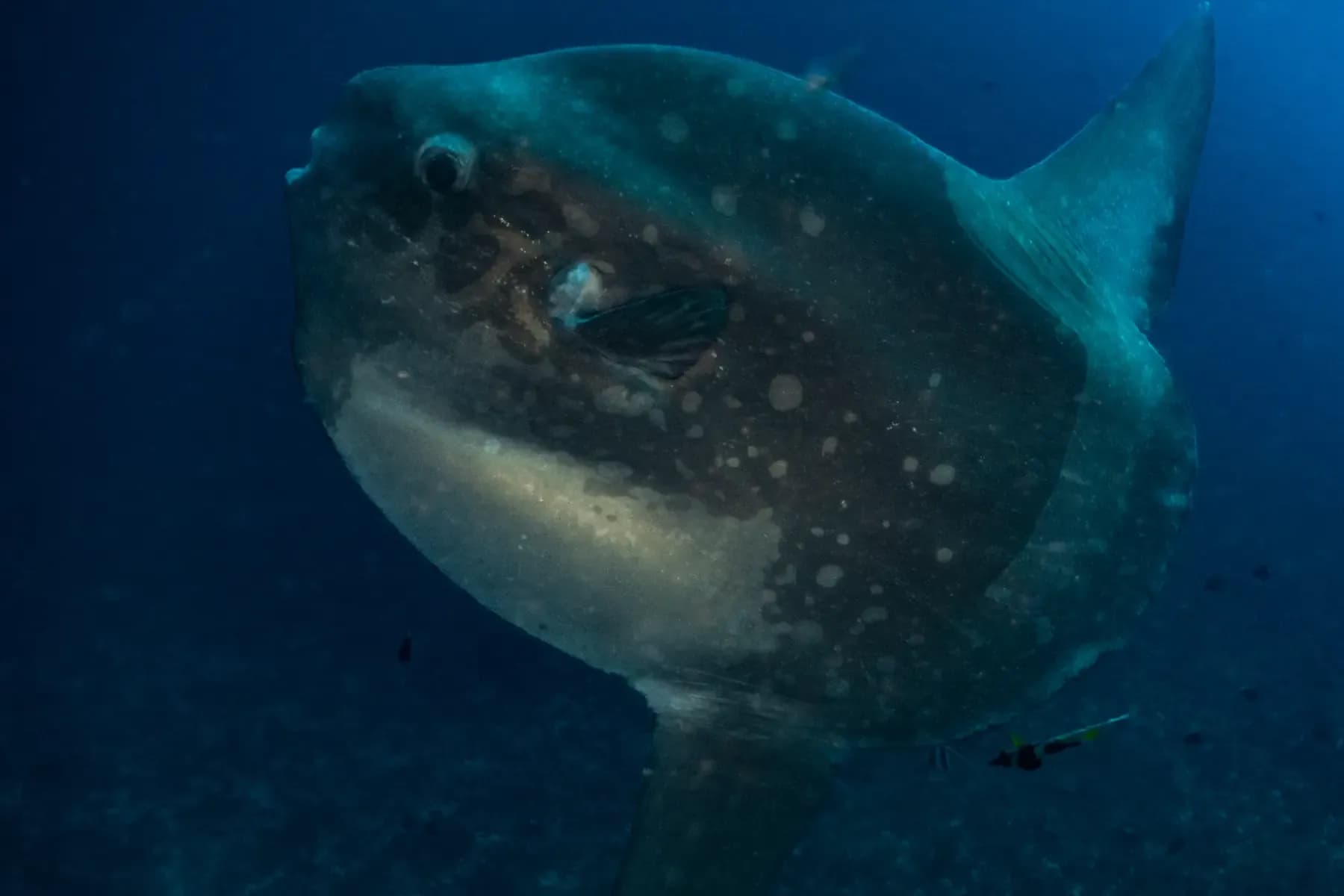 Plongée Mola Mola à Bali : quand, où et comment les voir