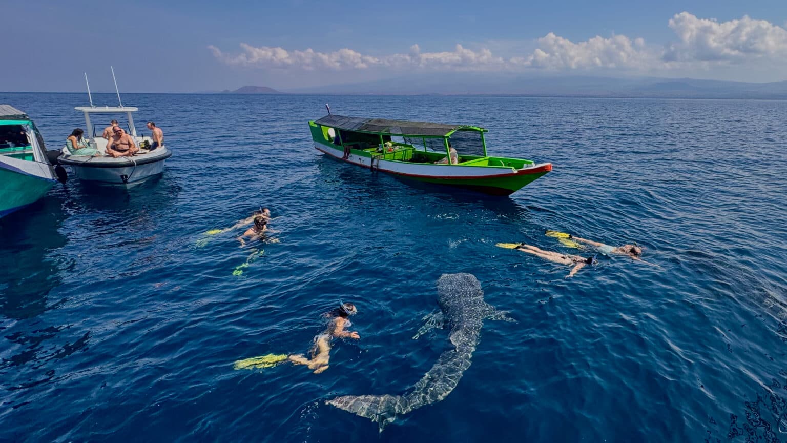 Is Whale Shark Tourism in Indonesia Ethical?