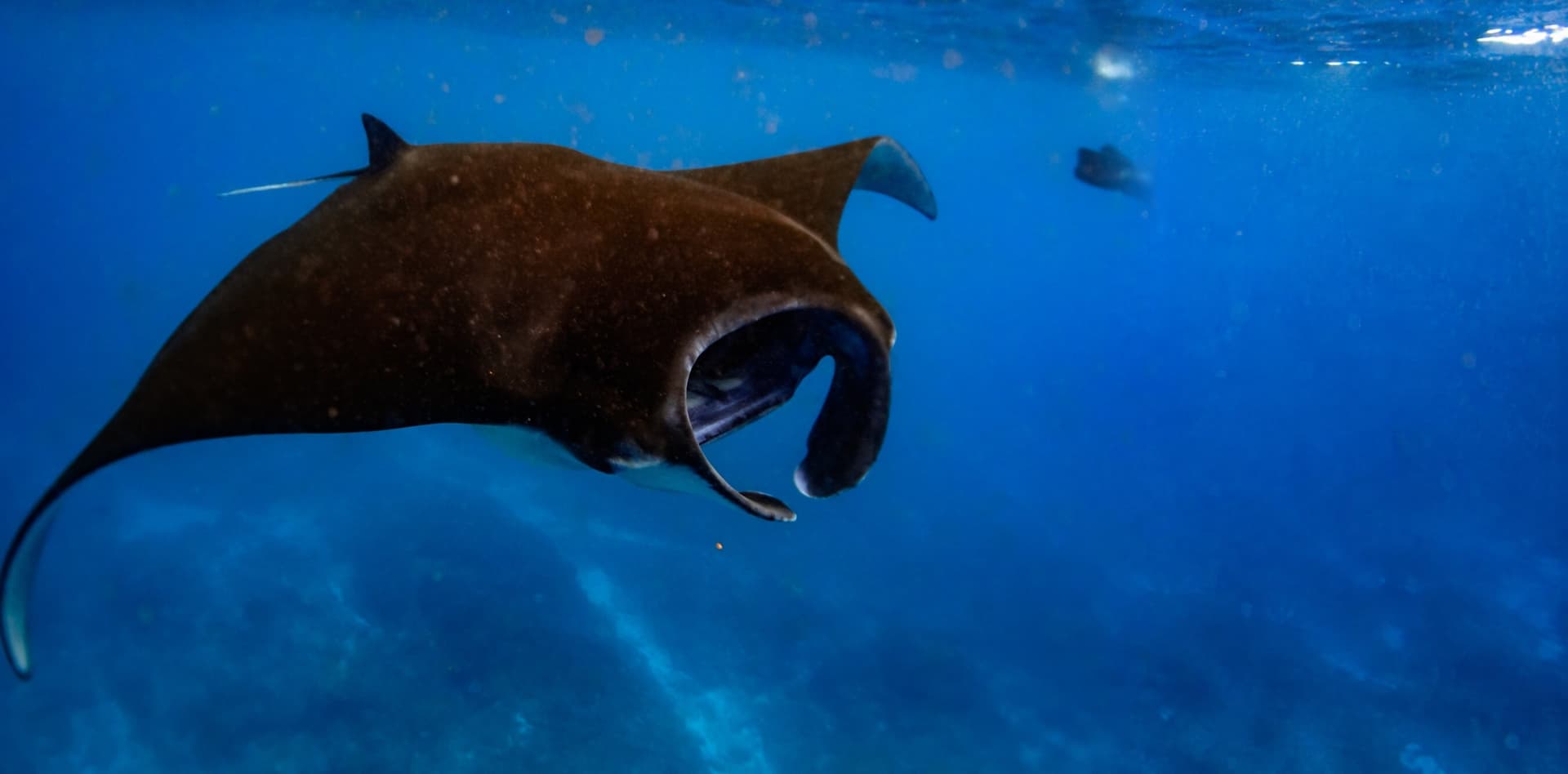 Manta Expedition with the Manta Trust | Komodo to Bali | 30 Oct β 11 Nov 2027
