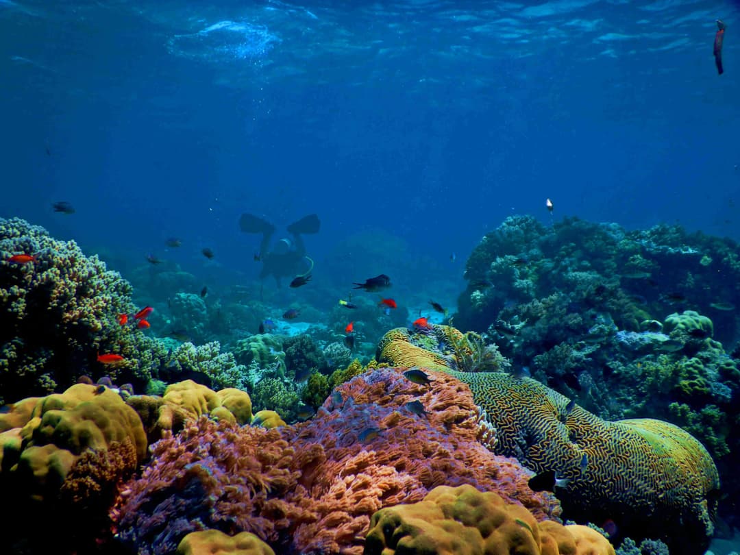 Banda Triangle Banda Sea & the Spice Islands: Hammerheads, Volcano Reefs & History ...