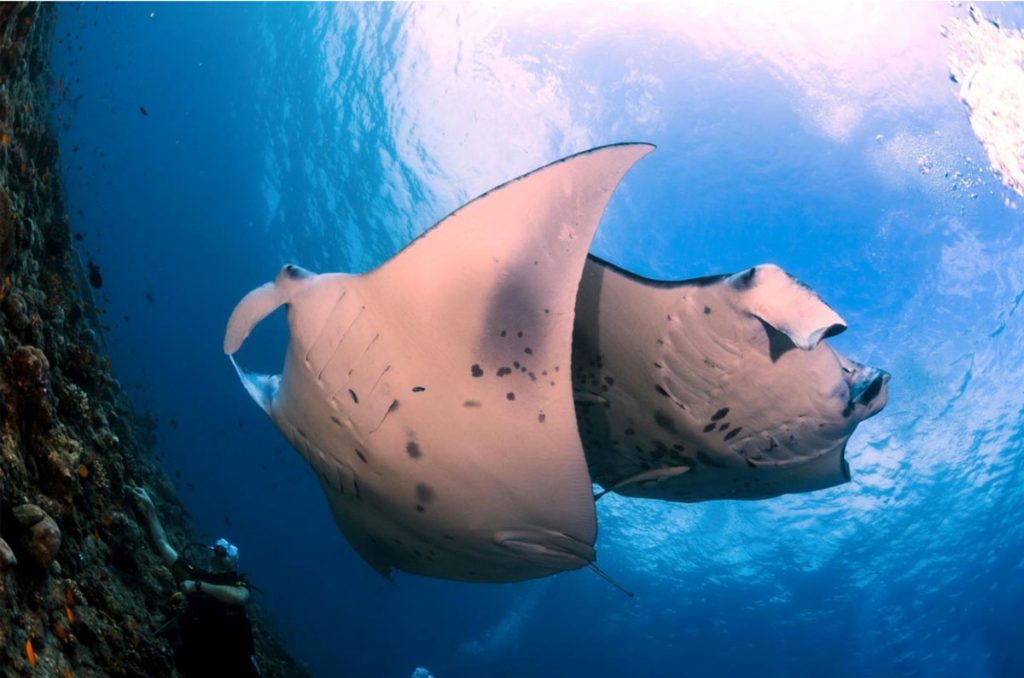 manta rays in Nusa Penida