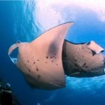 manta rays in Nusa Penida