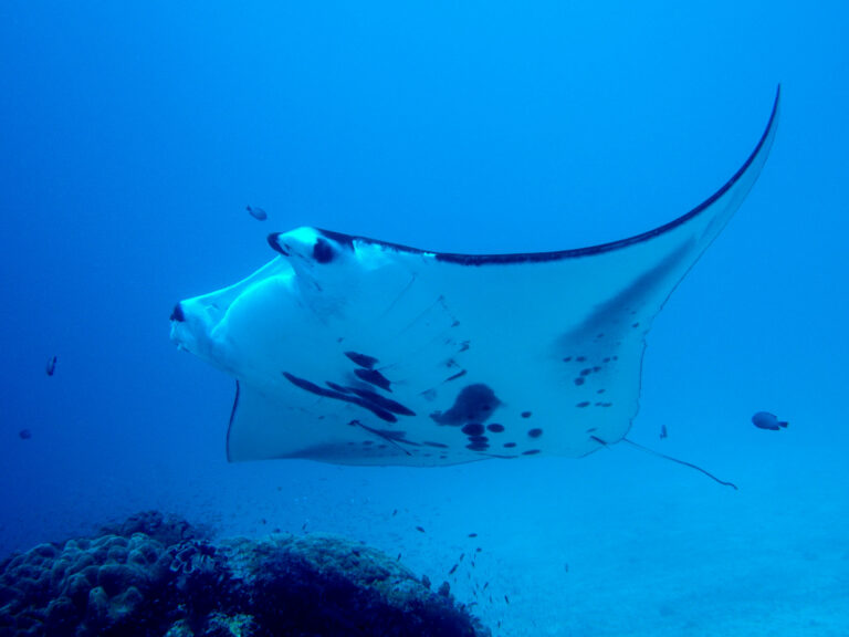 Read more about the article 5 Facts About Manta Rays
