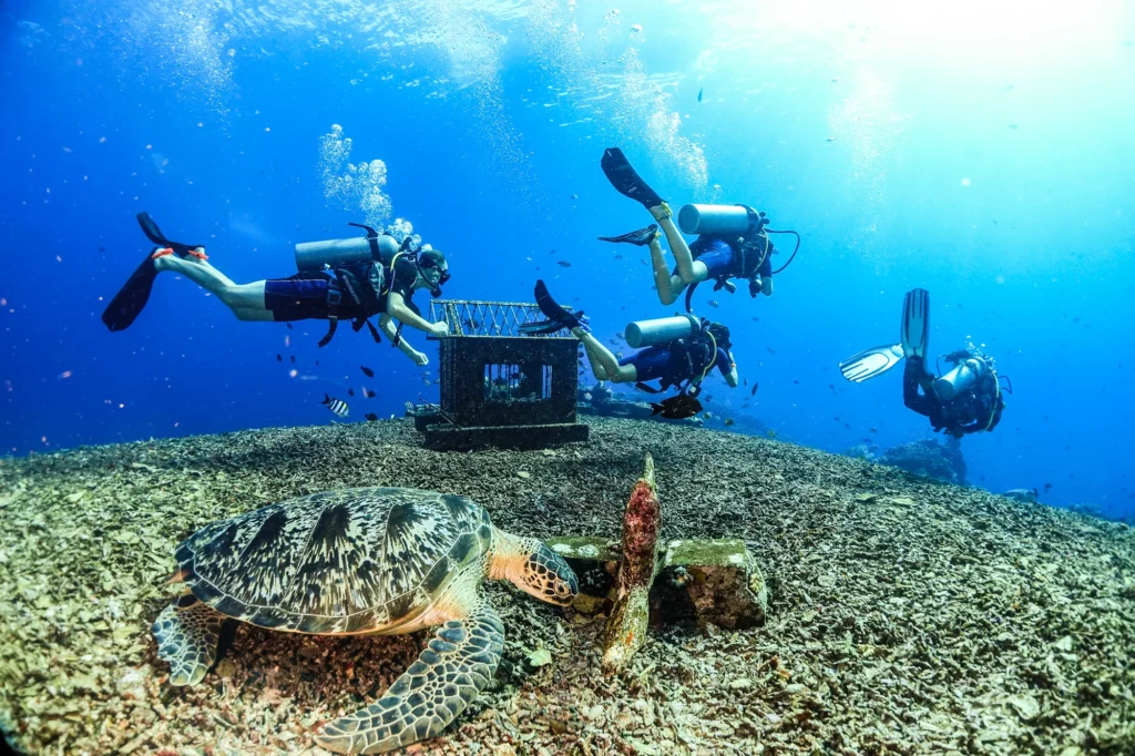 Divers with green turtle