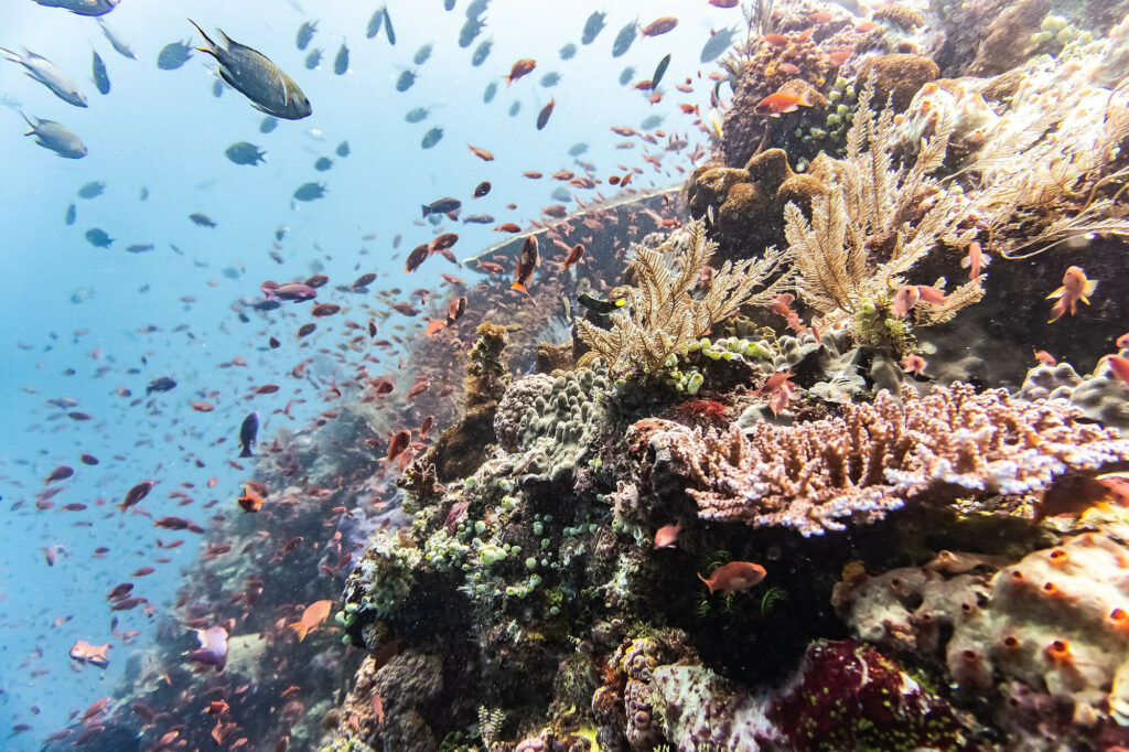 Indonésie Récif corallien
