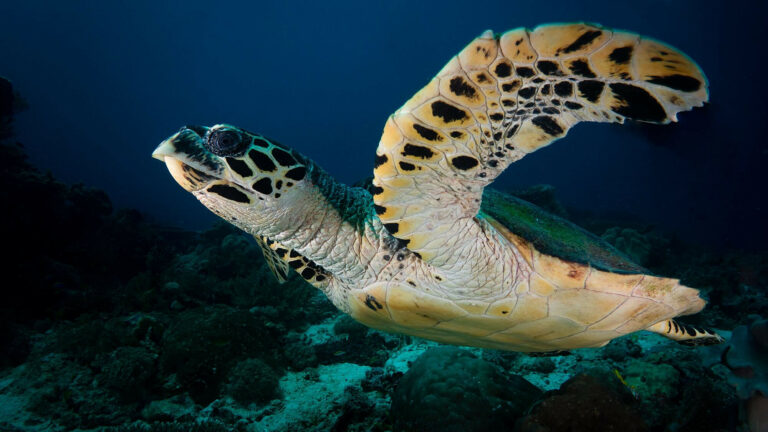 Lire la suite à propos de l’article Happy World Oceans Day! 5 Tips to Protect Our Oceans