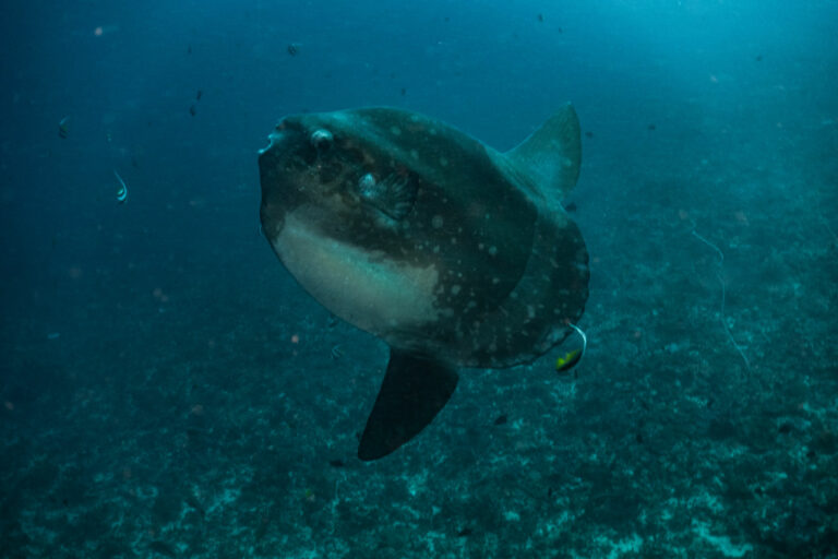 Read more about the article 5 Fun and Interesting Facts about the Mola Mola