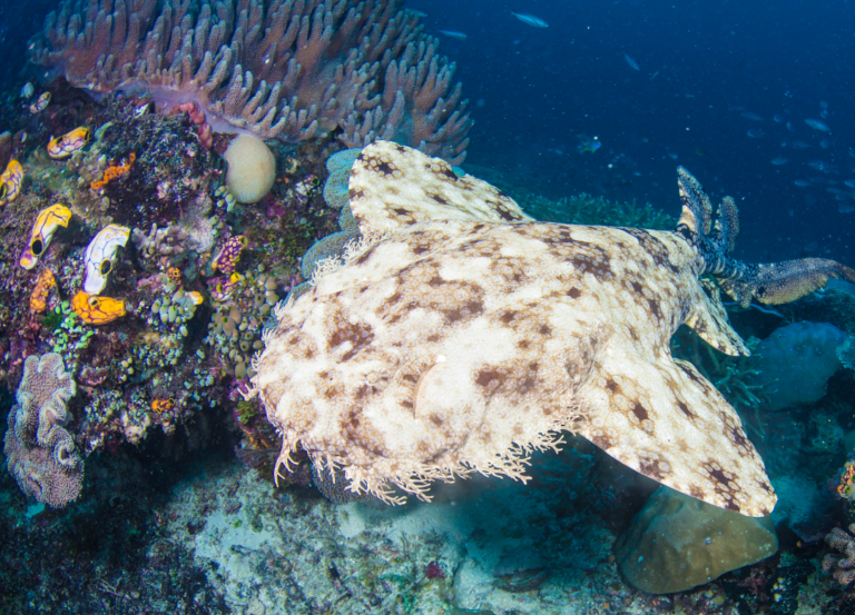 Read more about the article Meet The Fascinating Wobbegong Shark