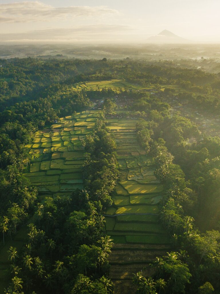 Lire la suite à propos de l’article Bali’s Most Beautiful Rice Fields