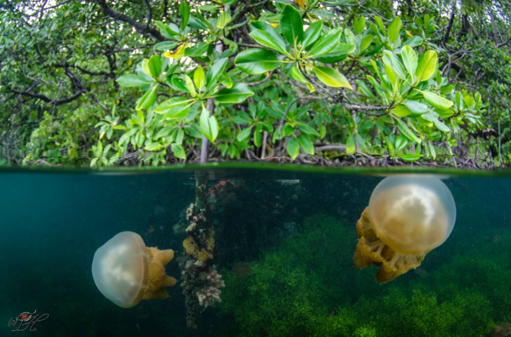 Stingless jellyfish drifting below mangrove roots in a landlocked lake in the Derawan Islands