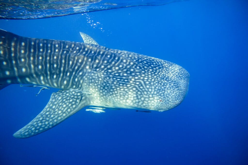A whale shark glides near the surface underwater, its spotted body and pectoral fin visible against deep blue water
