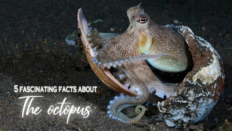 Read more about the article Fascinating Facts About The Octopus
